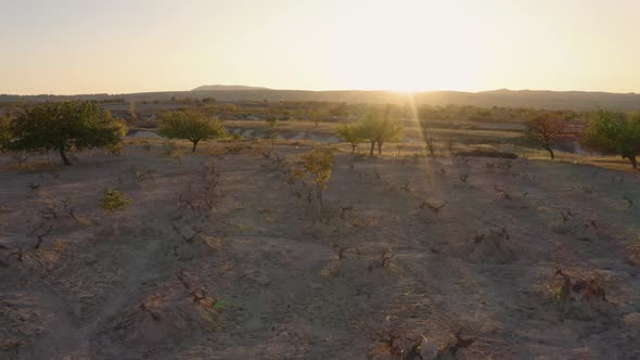Beautiful Landscape of Desert Trees in Dry Field