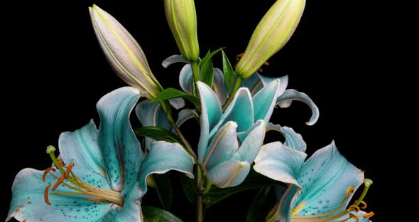 Time-lapse Shot of Unfolding Blue Lily Flower Isolated on Black Background