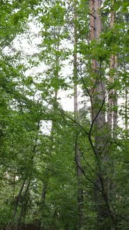 Vertical Video of Beautiful Green Forest By Day