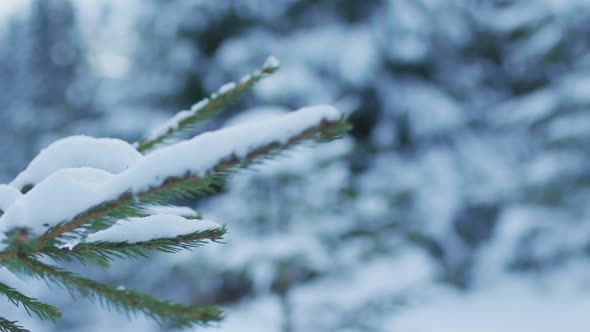 Branches covered in snow alt