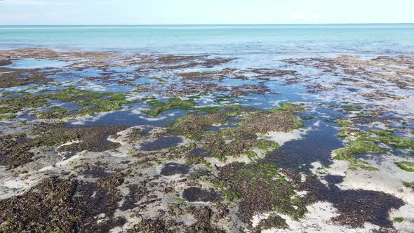 Shore of Zanzibar Island Tanzania at Low Tide