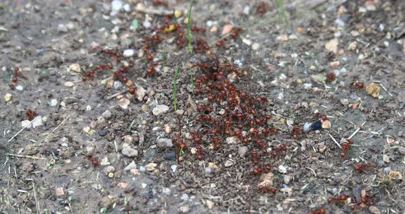 This is a video of Red Harvester Ants (Pogonomyrmex barbatus) around their nest.