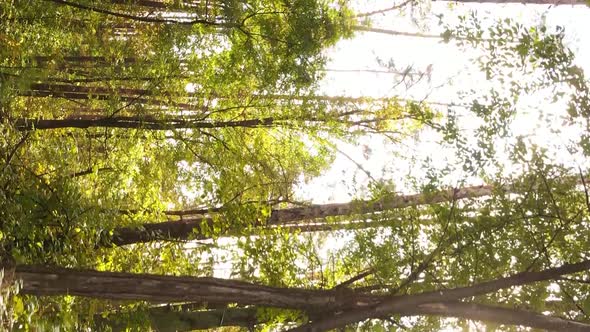 Vertical Video Autumn Forest with Trees in Ukraine Slow Motion