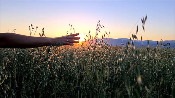 a woman's hand touches the ears of oats at sunset