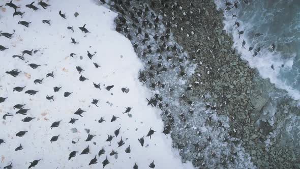 Gentoo Penguin Colony Antarctica Coast Aerial View