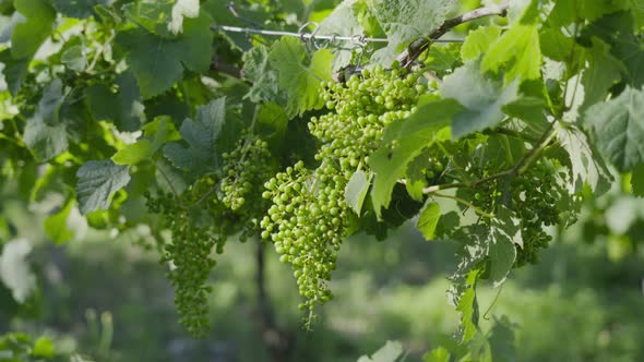 Green Grapes Are Growing on the Vine