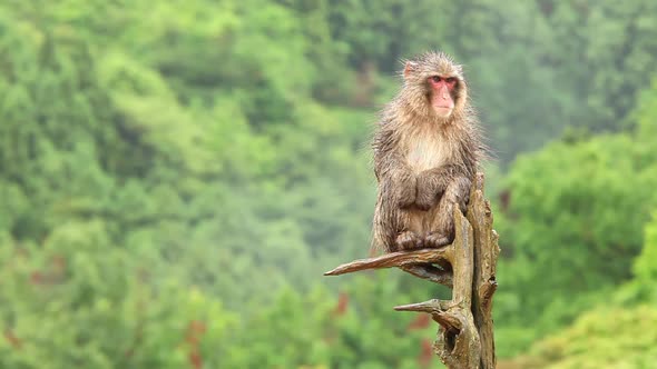 Japanese Monkey In The Rain