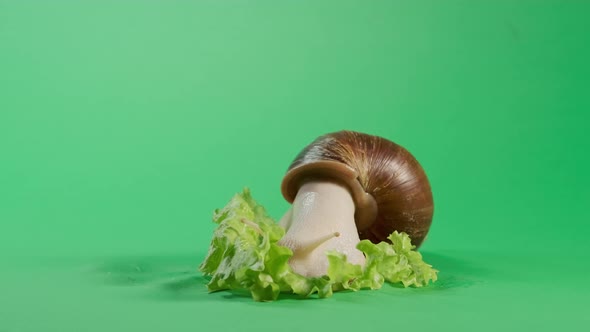 Snail Crawling on Green Screen Isolated with Chroma Key