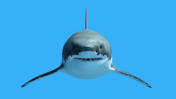 Shark 3 Alpha
