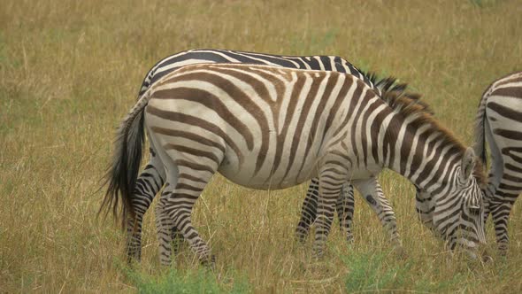 Zebras grazing in Maasai Mara grassland