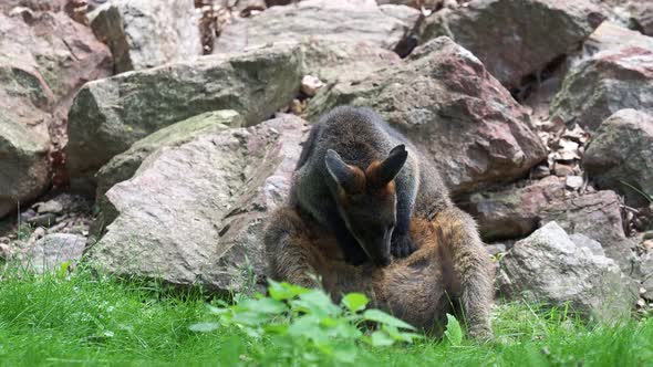 Kangaroo wallabia bicolor sitting on grass