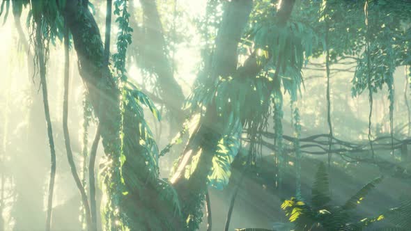 Deep Tropical Jungle Rainforest in Fog