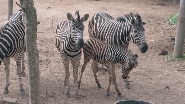 Herd of Beautiful Striped Zebras Walks on Dry Grass in Zoo