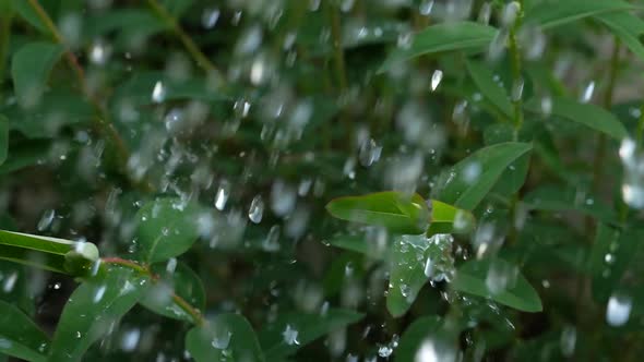Green Plants in the Rain 09