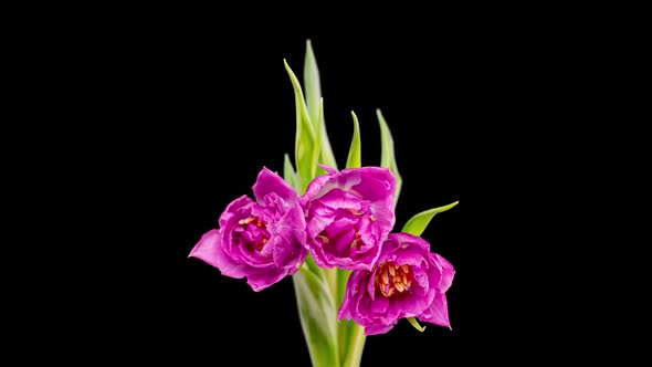 Beautiful Pink Tulip Flower Background