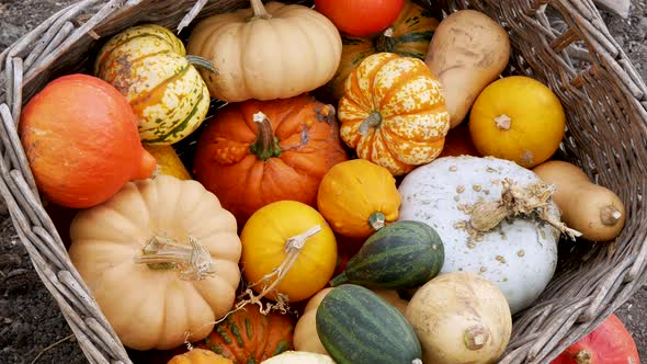 Pumpkin and Gourd Variety Autumn Display