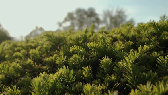 Formal Garden Bush 