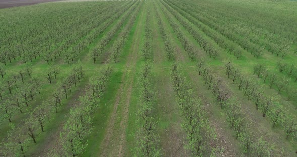 Aerial view of apple plantation. Flying over apple fruit trees.