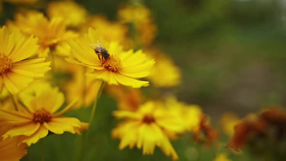 Bee on yellow flower. Bee collecting pollen on yellow flower