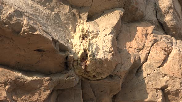 Petrified Wood Bark Fossil