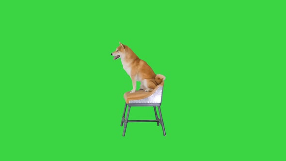 Shiba Inu Dog Sitting on a Chair on a Green Screen, Chroma Key.