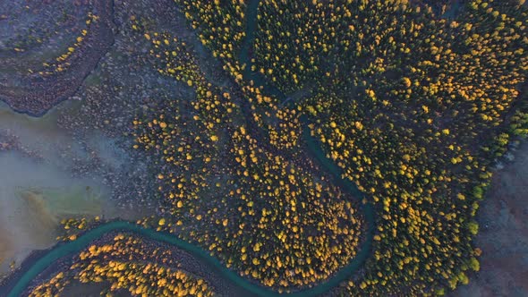 Yellow Larches and Chuya River in Autumn. Aerial View. Altai, Russia