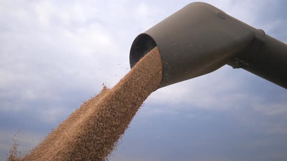 Close Up of Yellow Dry Kernels Falling From Harvester Auger. Combine Loading Harvested Wheat Grains