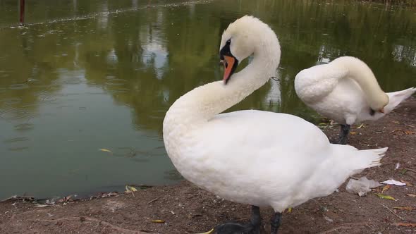 Swans on the Shore of the Lake Clean Their Feathers