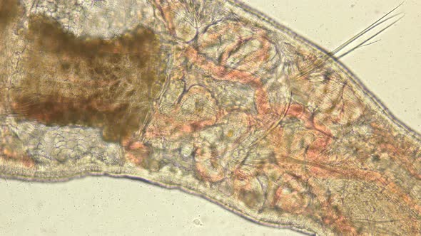 Tubifex worm under a microscope,Oligochaeta the Naididae family