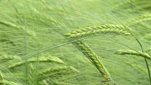 Cereal Grain Close Up