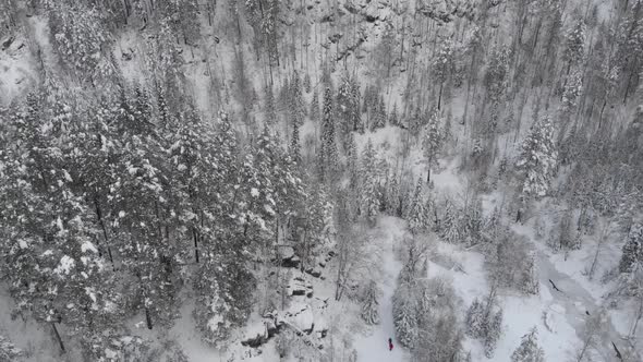 Aerial  Drone Video of Top View of Winter Siberian Forest in the Mountains