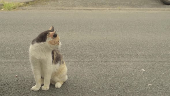 Tortoiseshell cat sits in the road and walks off