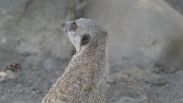 The Meerkat Surveys the Area