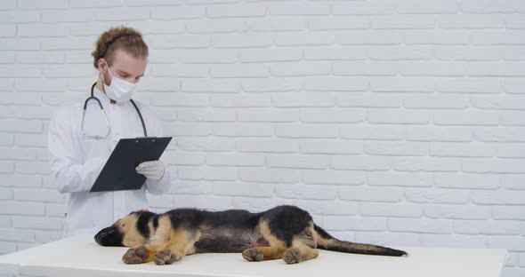 Veterinarian in Mask and Gloves Examining Health of Puppy