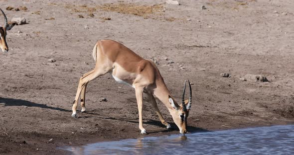 Male of Impala antelope, Namibia wildlife