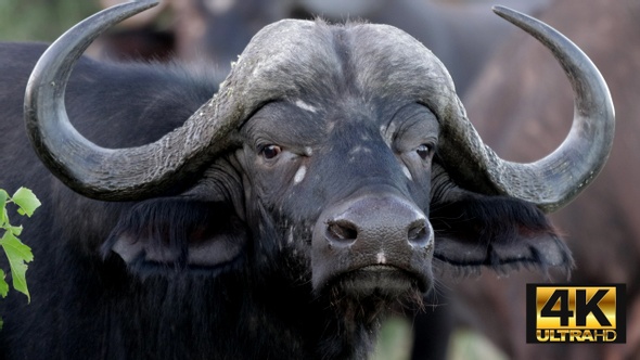 Cape Buffalo Standing Guard