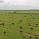 Field of Cows - VideoHive Item for Sale
