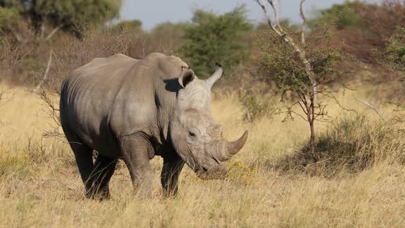 White Rhinoceros In Natural Habitat 