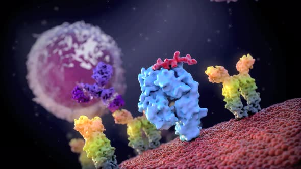 Cell structure and components, mitochondria, nucleus and cytoplasm