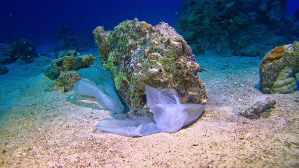 Plastic bags on the seabed of the coral reef.