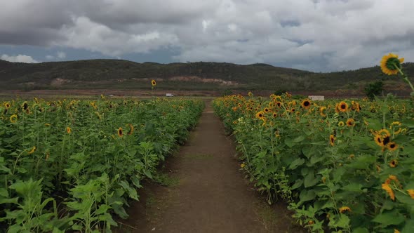 Aerial Drone footage of a sunflower field