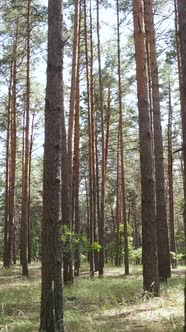 Vertical Video of Forest Landscape with Pine Trees in Summer Slow Motion