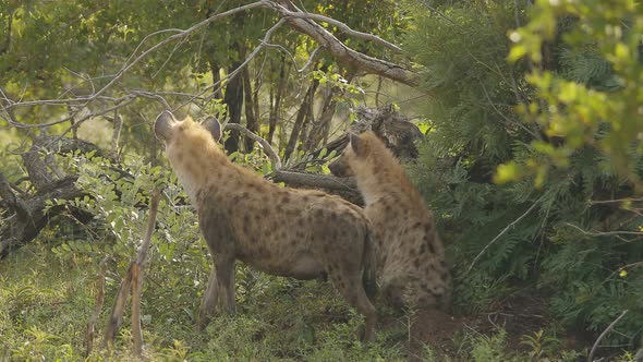 Two spotted hyenas, one is a pregnant female that is walking trought the bushs at Kruger National Pa