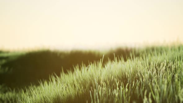 Green Field at Sunrise with Blue Sky