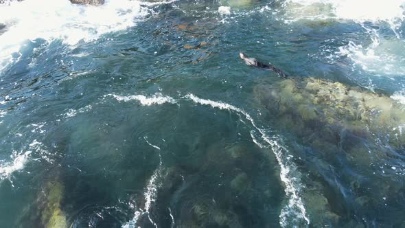 Injured baby Fur Seal rolling in the ocean as the swelles in along the rocky shoreline. Drone view l