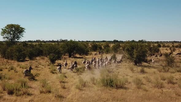 Aerial Fly Over View of a Large Herd  Lechwe Antelope,  Springbok and Zebras, Herd of Cape Buffalo G