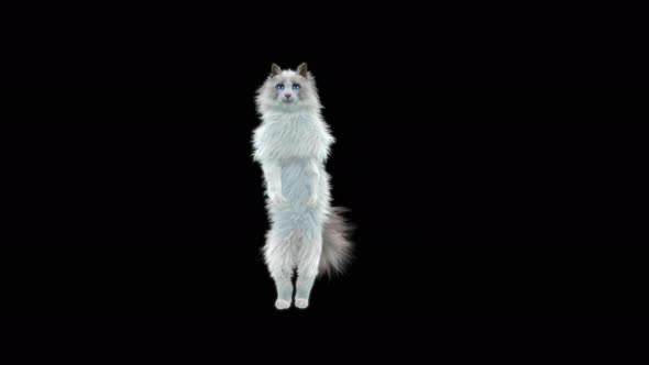 Cat Dancing 4K