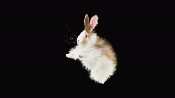 Rabbit Dancing 4K