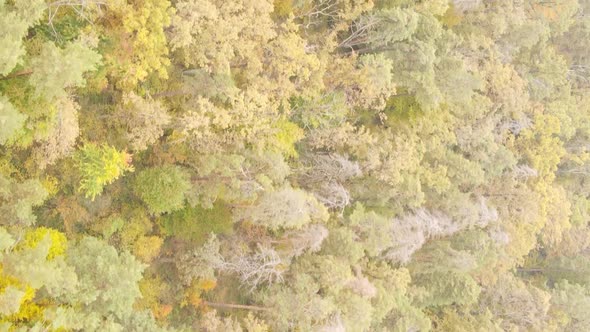 Vertical Video Autumn Forest with Trees in Ukraine Slow Motion