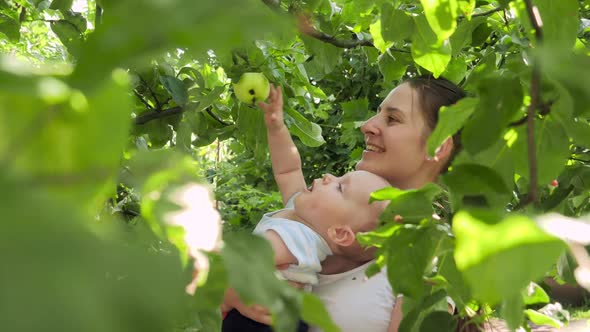 Little Smiling Baby Boy Reaching Ripe Apple Growing on High Tree Branch at Domestic Garden